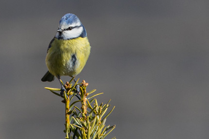 Синица в квартире: о чем предупреждает эта примета