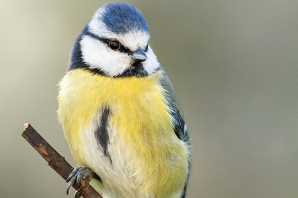 Синица в квартире: о чем предупреждает эта примета