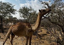 Тихая роскошь у моря: 10 причин отправиться в Оман этой зимой