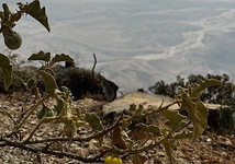 Тихая роскошь у моря: 10 причин отправиться в Оман этой зимой