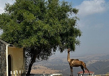 Тихая роскошь у моря: 10 причин отправиться в Оман этой зимой