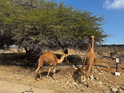 Тихая роскошь у моря: 10 причин отправиться в Оман этой зимой