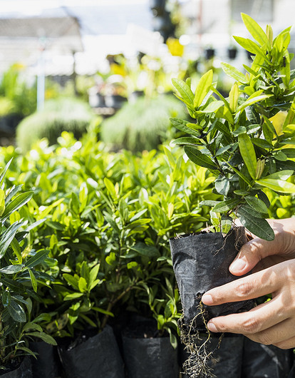 Как проверить семена на всхожесть перед посадкой: 3 лучших способа