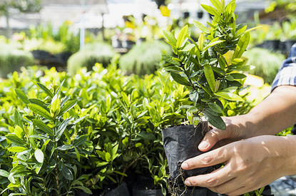Как проверить семена на всхожесть перед посадкой: 3 лучших способа