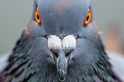 Голубь на подоконнике: о чем говорит эта народная примета