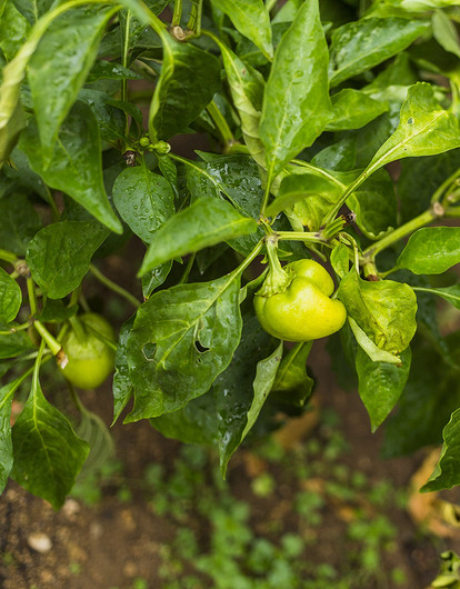 Когда сажать перец на рассаду в феврале 2025 года: благоприятные дни