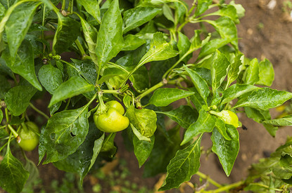 Когда сажать перец на рассаду в феврале 2025 года: благоприятные дни