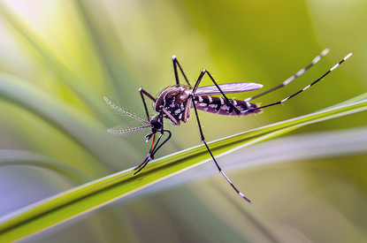 Как избавиться от комаров на дачном участке: 28 эффективных способов