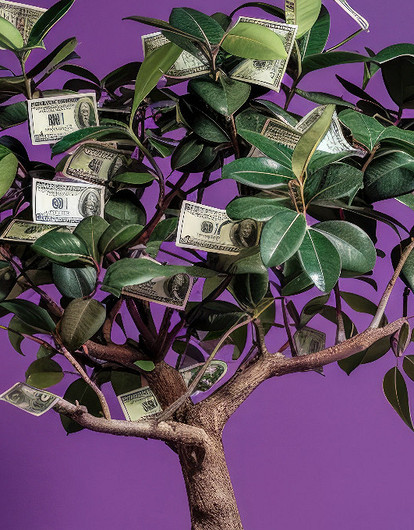 Цветы в доме, приносящие удачу: 8 «счастливых» растений