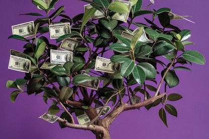 Цветы в доме, приносящие удачу: 8 «счастливых» растений