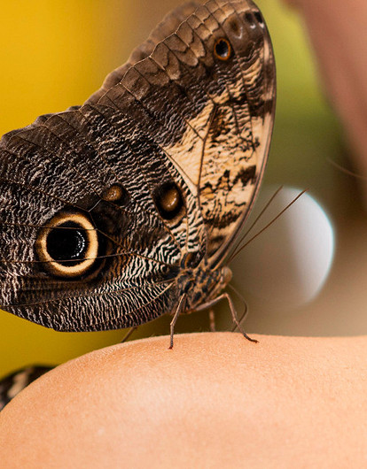 Бабочка в доме: когда примета предсказывает счастье, а когда — беду