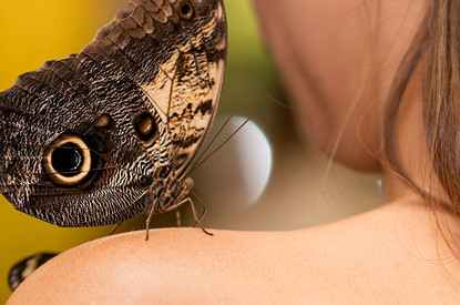 Бабочка в доме: когда примета предсказывает счастье, а когда — беду