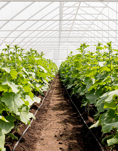 Как расположить грядки в теплице: советы по планировке для хорошего урожая