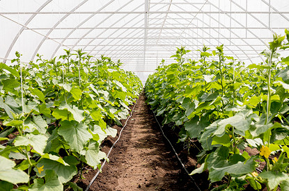 Как расположить грядки в теплице: советы по планировке для хорошего урожая