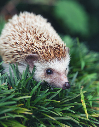 Чем кормить ежика и как ему не навредить