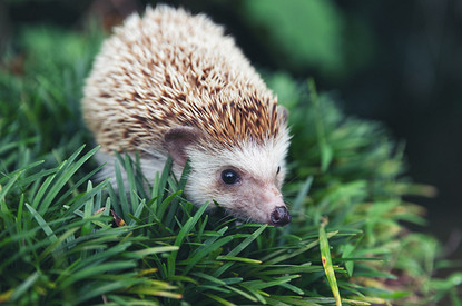Чем кормить ежика и как ему не навредить