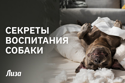 Хороший песик: секреты воспитания счастливой и послушной собаки