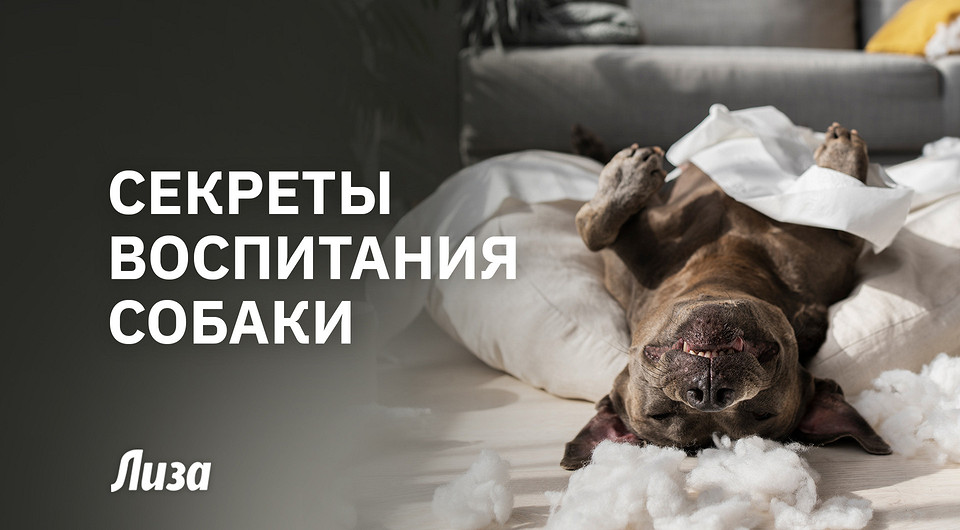 Хороший песик: секреты воспитания счастливой и послушной собаки