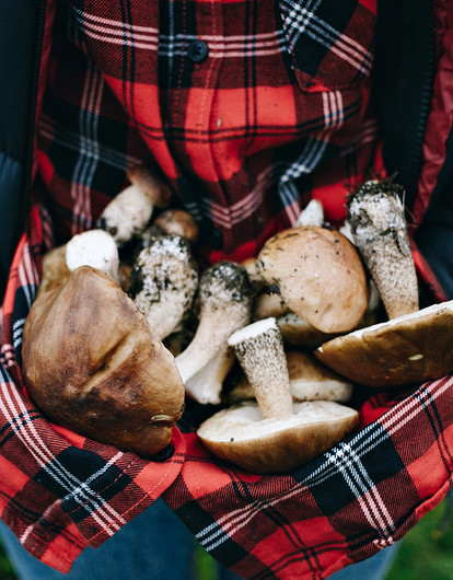 Как сушить грибы в домашних условиях