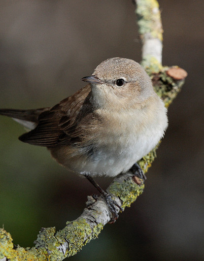 Приметы с птицами: значения хороших и плохих суеверий