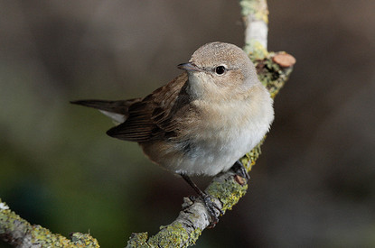 Приметы с птицами: значения хороших и плохих суеверий