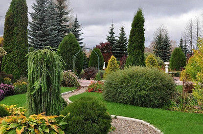 Кустарники в ландшафтном дизайне: советы по выбору и посадке