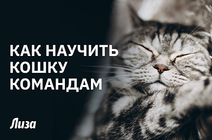 Секреты дрессировки: как научить кошку выполнять простые команды