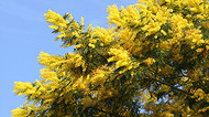 Где посмотреть на цветущую мимозу в России: самые красивые места для путешествия
