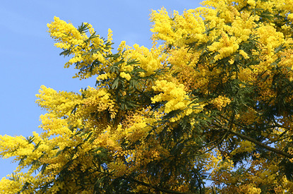 Где посмотреть на цветущую мимозу в России: самые красивые места для путешествия