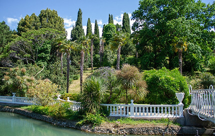 Где посмотреть на цветущую мимозу в России: самые красивые места для путешествия