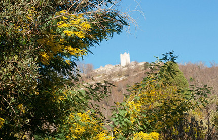 Где посмотреть на цветущую мимозу в России: самые красивые места для путешествия