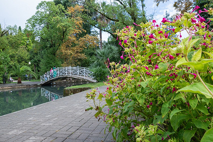 Где посмотреть на цветущую мимозу в России: самые красивые места для путешествия