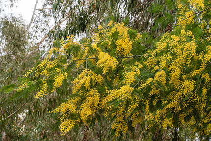 Где посмотреть на цветущую мимозу в России: самые красивые места для путешествия