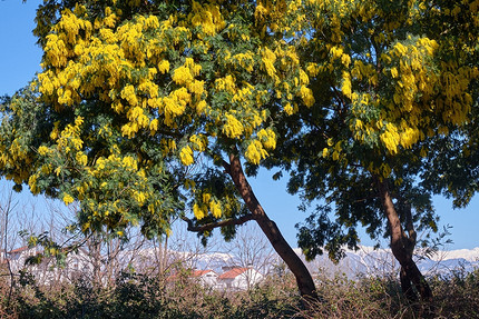 Где посмотреть на цветущую мимозу в России: самые красивые места для путешествия