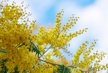 Где посмотреть на цветущую мимозу в России: самые красивые места для путешествия