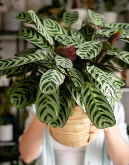 Аглаонема: фото растения и уход в домашних условиях