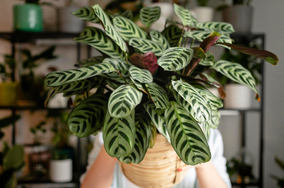 Аглаонема: фото растения и уход в домашних условиях