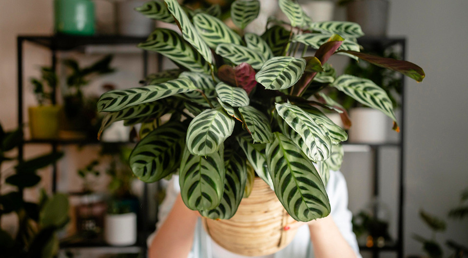 Аглаонема: фото растения и уход в домашних условиях