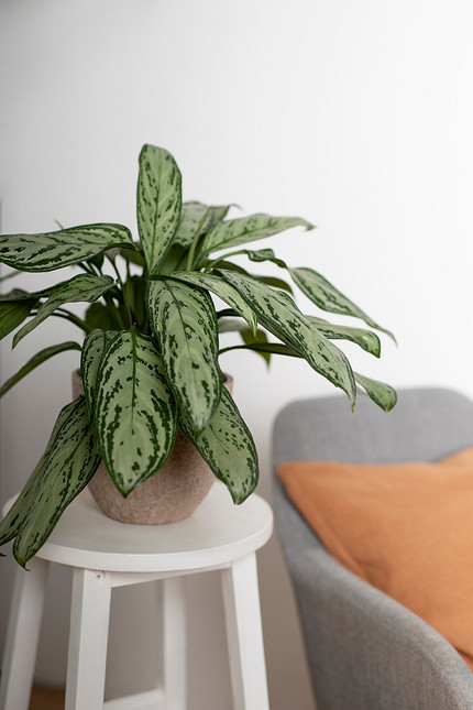 Аглаонема: фото растения и уход в домашних условиях