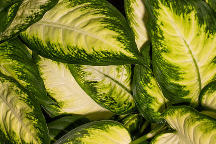 Аглаонема: фото растения и уход в домашних условиях