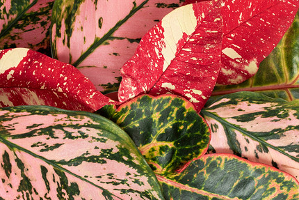 Аглаонема: фото растения и уход в домашних условиях