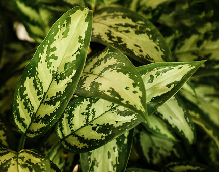 Аглаонема: фото растения и уход в домашних условиях