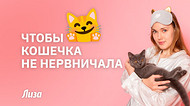 Если кошка царапается, боится гостей, стрессует — что делать: советы зоопсихолога