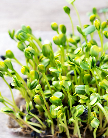 Как замачивать семена перед посадкой: 20 проверенных способов