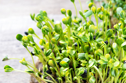 Как замачивать семена перед посадкой: 20 проверенных способов