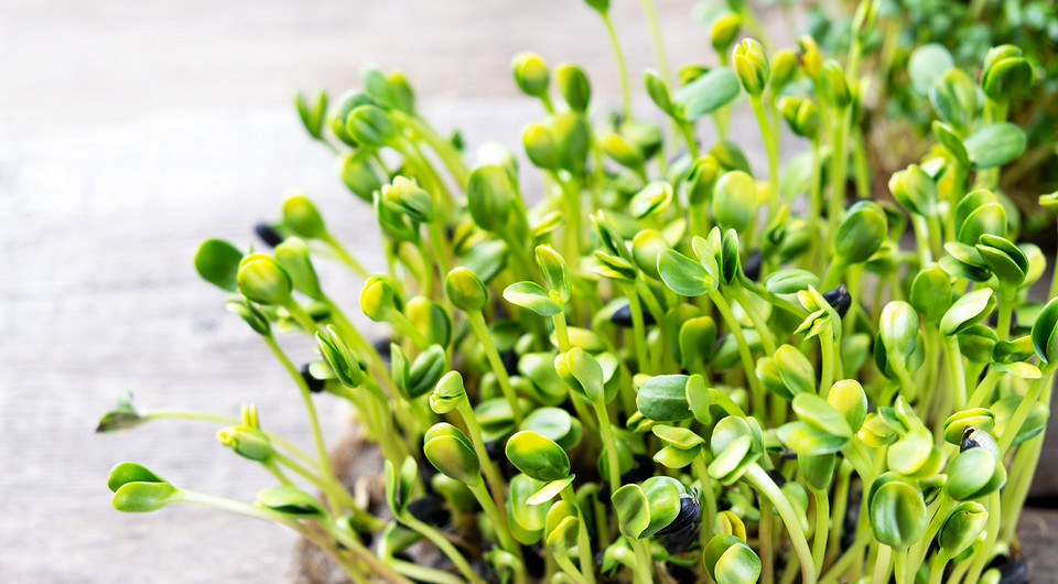 Как замачивать семена перед посадкой: 20 проверенных способов