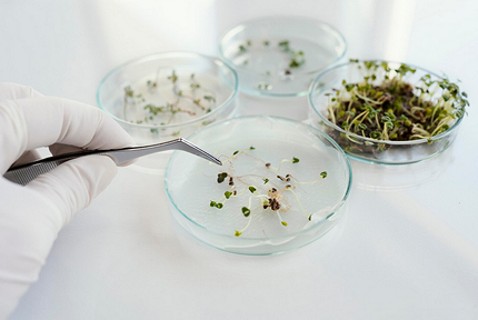 Как замачивать семена перед посадкой: 20 проверенных способов