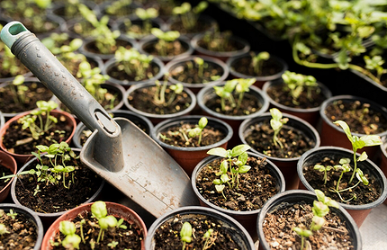 Как замачивать семена перед посадкой: 20 проверенных способов