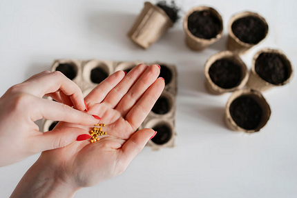 Как замачивать семена перед посадкой: 20 проверенных способов