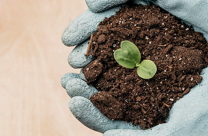 Как замачивать семена перед посадкой: 20 проверенных способов